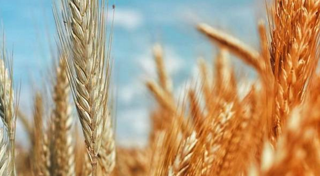预测：2019上半年小麦继续走低 下半年上涨可能性