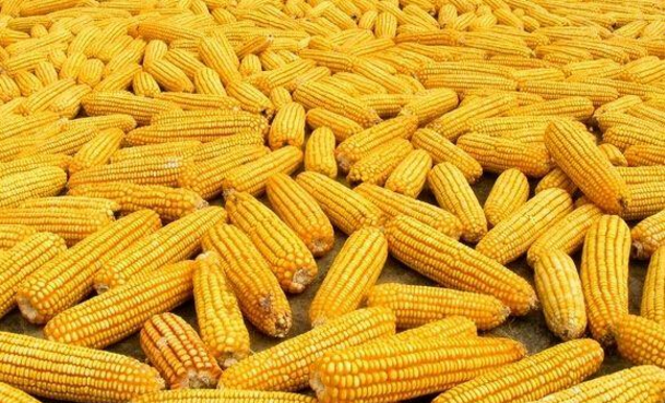 节后开市“遇冷” 玉米市场短期供应大于需求集