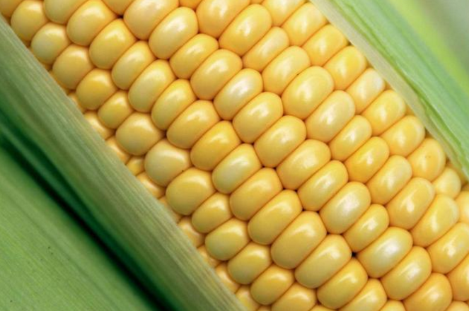 玉米市场转折点即将到来 利好政策逐渐出台3月份