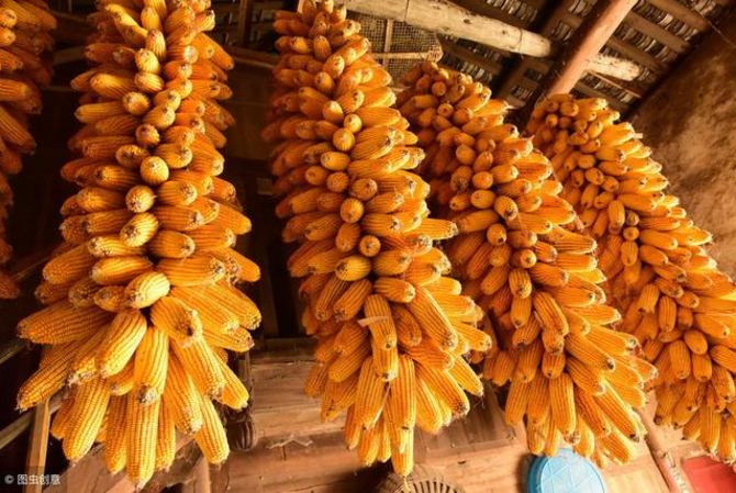 玉米市场迎来曙光 东北企业玉米收购价再涨60元