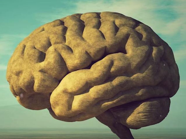 研究表明遗忘比记住更费脑力 适度的大脑活动对