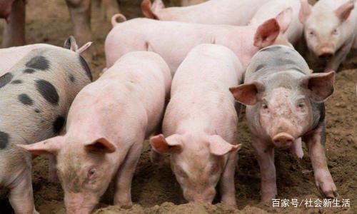 4月19日的猪价止跌回涨 消费量回暖带动行情上涨
