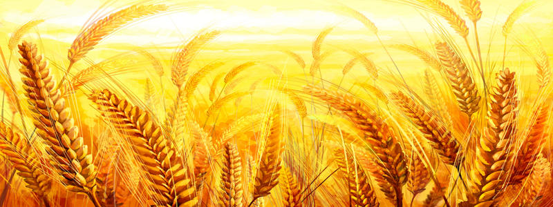 全球供应庞大 麦价跌势难止