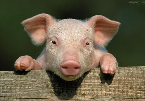 农业农村部预测：生猪供应趋紧 四季度活猪价格