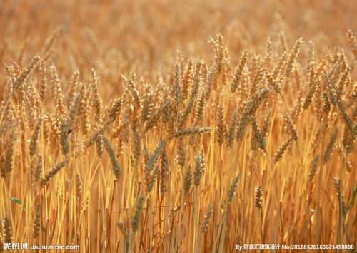 小麦的托市量能收多少？ 小麦这三点将撬动后期