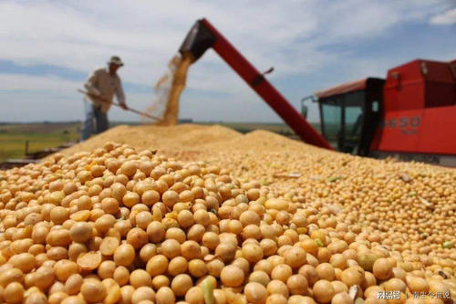 去年大豆出口骤降74%成噩梦 美国农户渴望恢复与