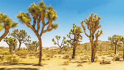 全球变暖致干旱事件频发 古老的约书亚树将面临