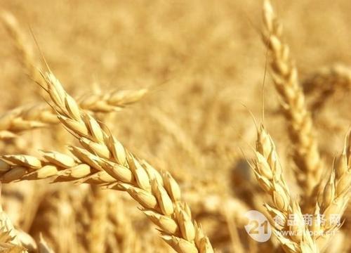 收购价格持续不温不火 2019年的小麦价格为什么不