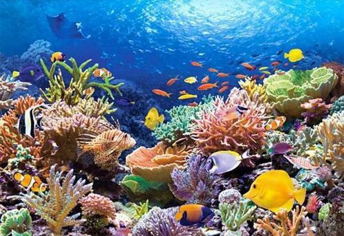 珊瑚礁保护方式屡屡失败 2070年地球所有珊瑚礁或