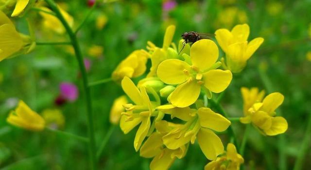 外盘豆类利多消息显现 菜油菜粕延续涨势