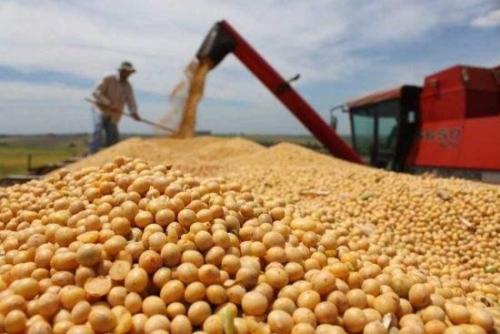 美国大豆现货市场下跌 中国继续买入美国大豆或
