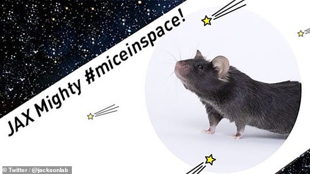 美国把40只老鼠送上太空竟为增强肌肉 这脑回路