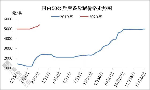 2020年仔猪、母猪价格预测：供应紧俏 短时价格再