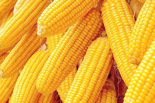 玉米价格高点跌落！9月新玉米将上市 不宜持续囤