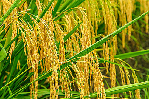 水稻行情波动性上涨 后期价格可期！