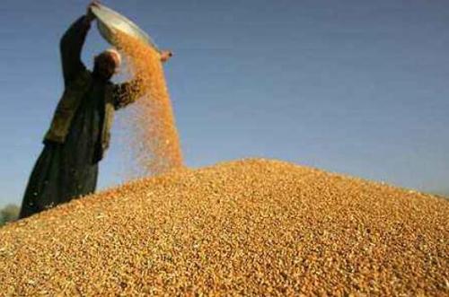 玉米小麦价格下滑 水稻市场活跃同比上涨7.17%