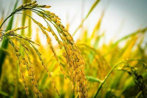 水稻同比上涨7.17% 能否再涨引关注