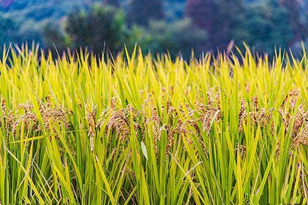 春节前水稻价格是否会迎来一波小涨？