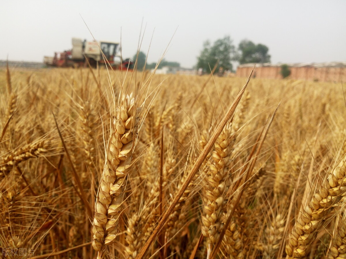 小麦、水稻再次涨价！抢粮大战进行 米面需求高