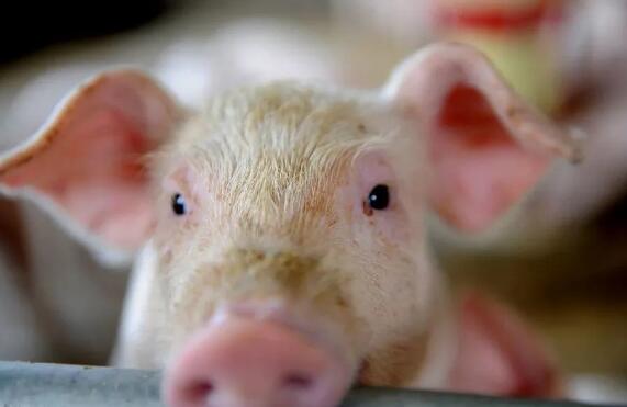 猪价或超预期 预计2021年养猪企业绩有望同比增长
