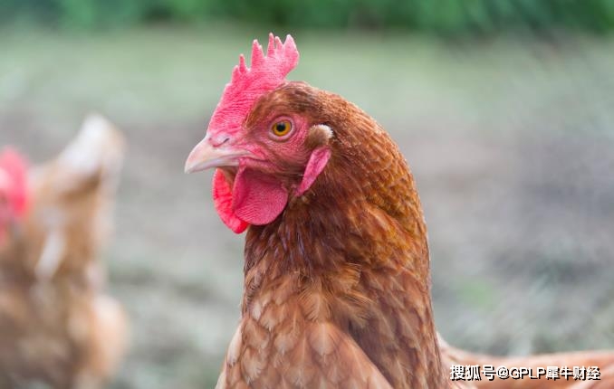 都是鸡鸭惹的祸？养猪大户温氏股份掉队2年市值