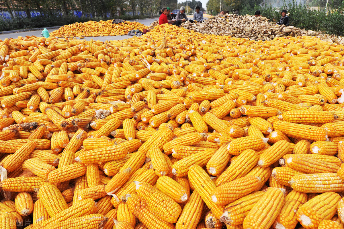 3月24日玉米跌破2800元，豆粕大跌771元 养殖业迎来