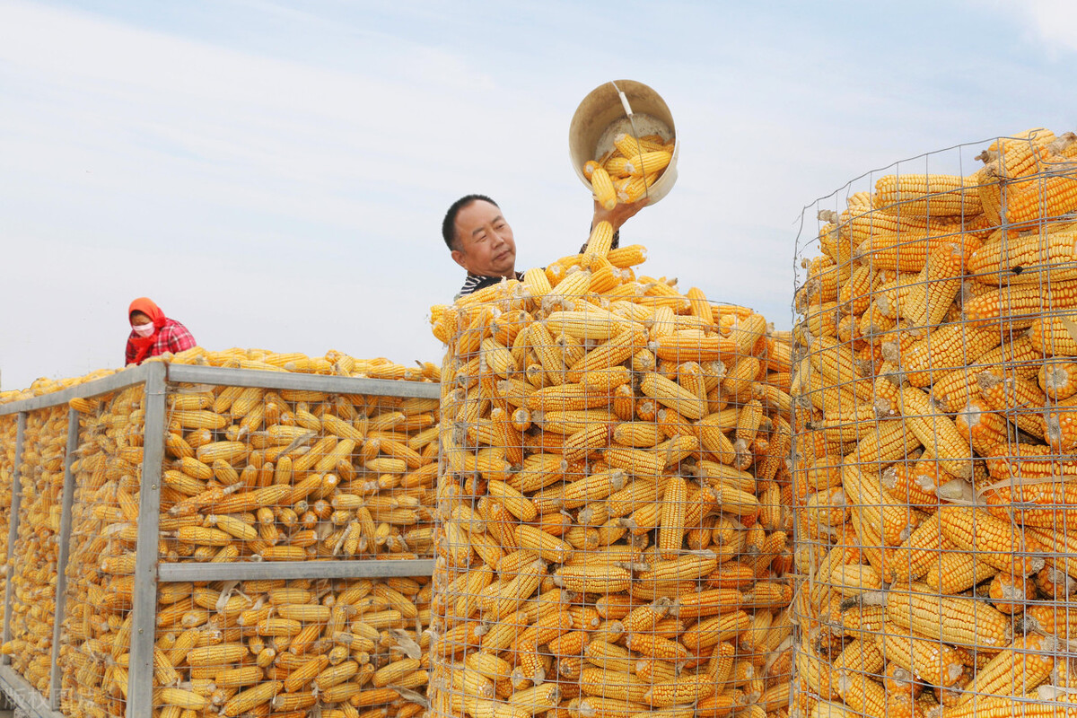 国际玉米价格大涨45%，国内行情低迷大跌咋回事