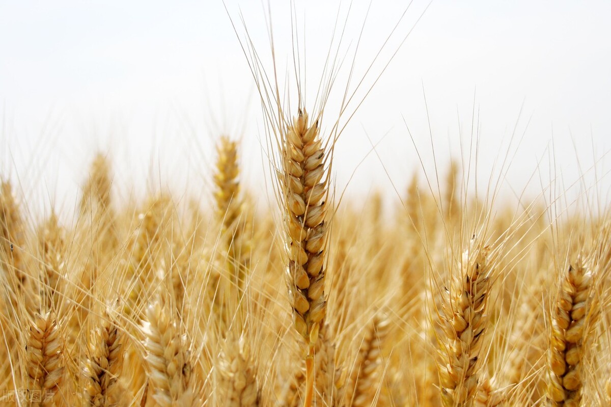 粮价最严调控15日正式实施！玉米全面飘红 粮价