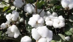 棉花产业寒冬已过 棉价有望在一些利好的刺激下