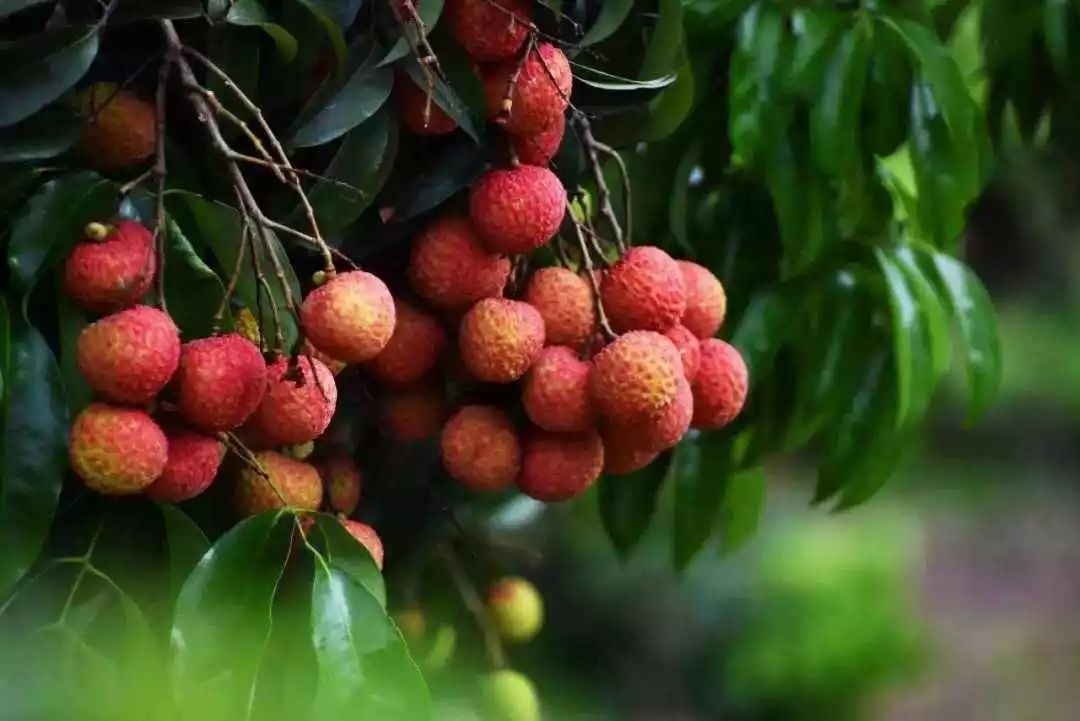 没能实现水果自由的你焦虑吗