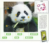 成都大熊貓繁育研究基地将推出熊脸识别App实现