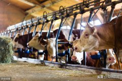 “乳都”出台乳业国际化创新“五大升级”计划