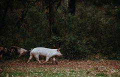 养猪真好！牧原股份养猪扭亏为盈 实控人三年蝉