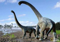 最大恐龙和最小恐龙在一起对比 体型差异巨大