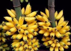 成熟的香蕉形状为什么大都是弯的 蚂蚁庄园今日