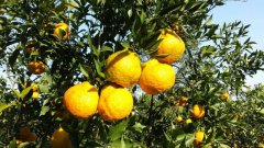 吃完橘子要不要刷牙蚂蚁庄园 吃完橘子最好及时