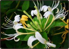 自古被誉为清热解毒良药的忍冬花又被称为金银