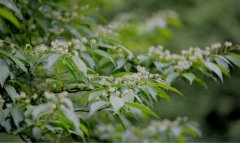 国家一级保护植物花朵像白鸽被称为植物中的绿