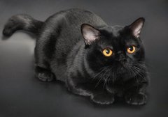 蚂蚁庄园龙猫是宠物吗 蚂蚁庄园龙猫答案1.13