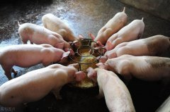 生猪价格连降五周 春节期间猪肉供应充足