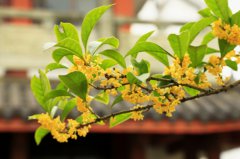 我国传统文化中的花中四君子 花中四君子蚂蚁庄