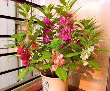 中国古代女子常用哪种植物作为美甲材料 蚂蚁庄