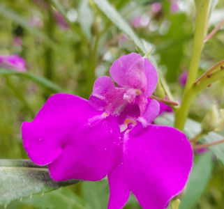 古代女子用凤仙花还是山茶花作为美甲材料 蚂蚁