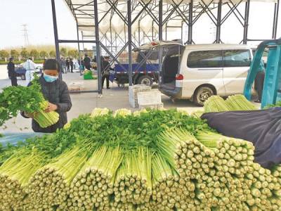 产地直发？外卖小哥菜地收菜后配送 地产菜批发