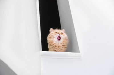 信元陷“毒猫粮”风波：上百只猫咪之死 能否让