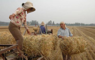 国外玉米秸秆怎么处理 国外玉米秸秆的处理