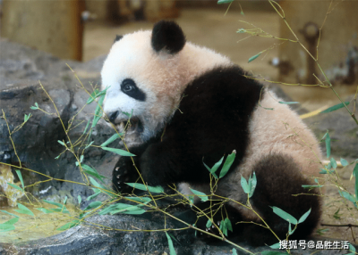 日本再次推迟送回人气大熊猫香香 比原定日期晚
