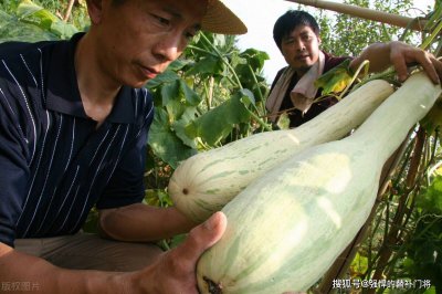 砍瓜每次受伤时会分泌什么液体来促进伤口愈合