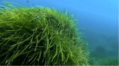 全球最大植物年龄或超4500岁 覆盖范围达180公里