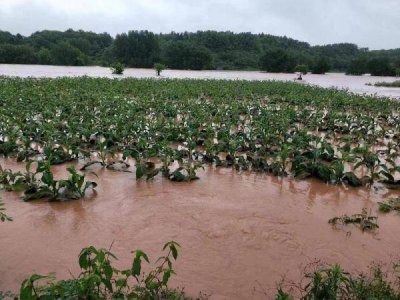 湖南吉首暴雨多间民宿被冲走 洪水漫上河岸淹没